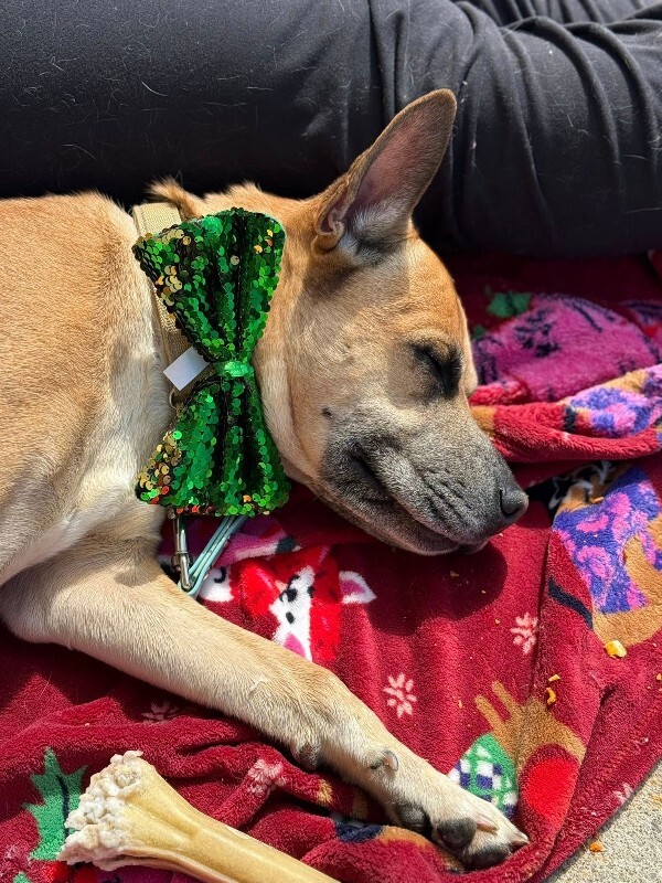 View Section the Dog Photo #18