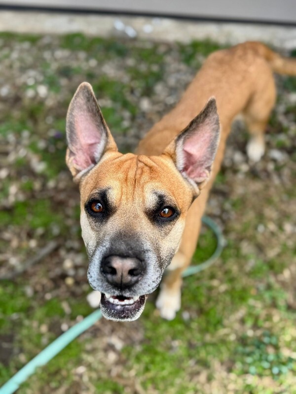 View Section the Dog Photo #3