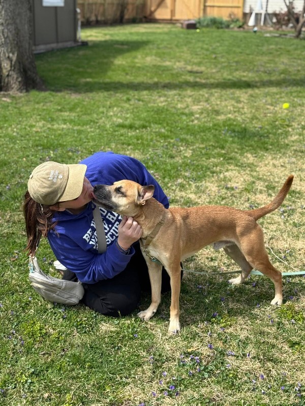 View Section the Dog Photo #5