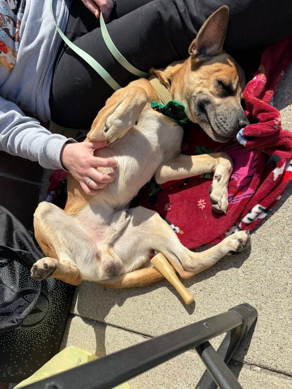 View Section the Dog Photo #6