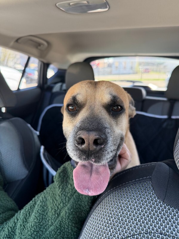 View Section the Dog Photo #10