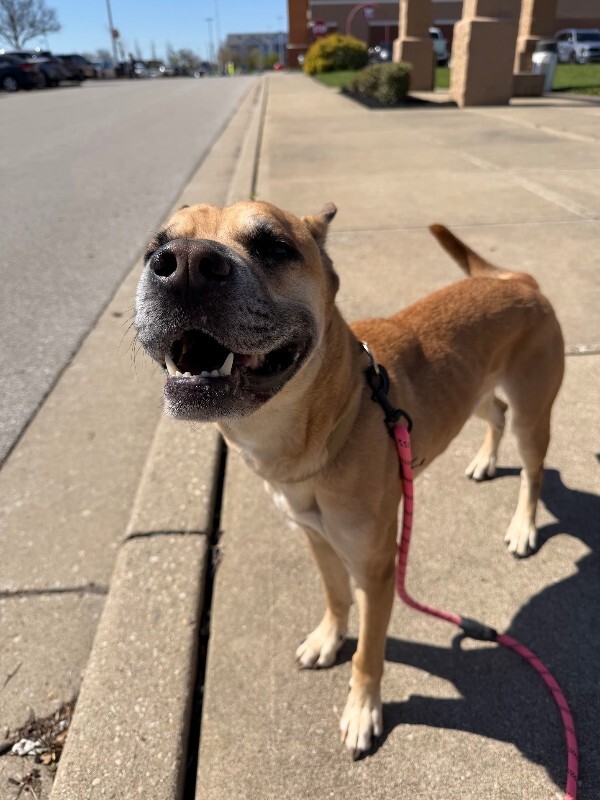 View Section the Dog Photo #12