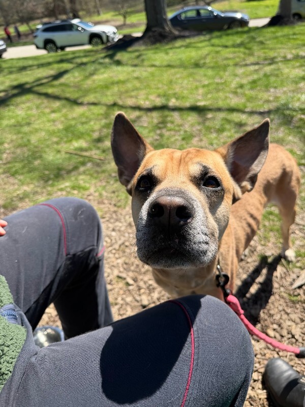 View Section the Dog Photo #16