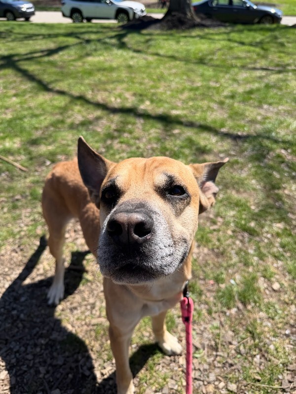 View Section the Dog Photo #14