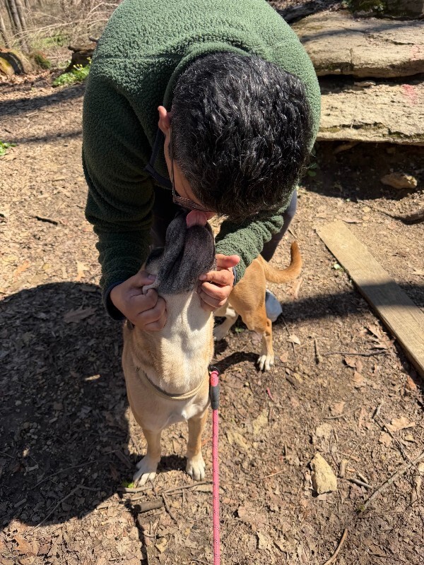 View Section the Dog Photo #13