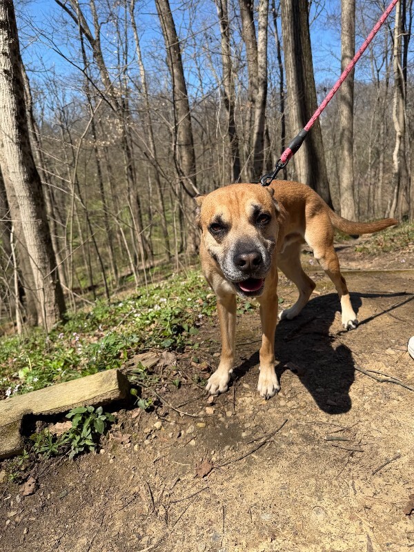 View Section the Dog Photo #11