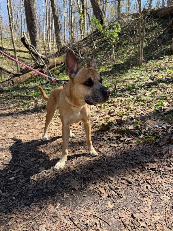 View Section the Dog Photo #15