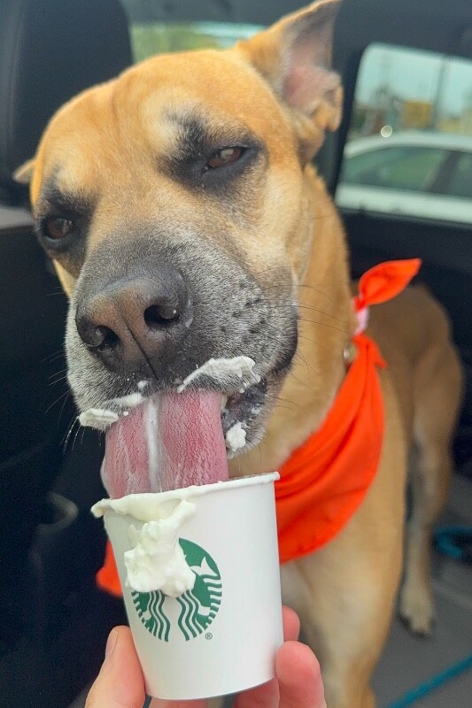 View Section the Dog Photo #8