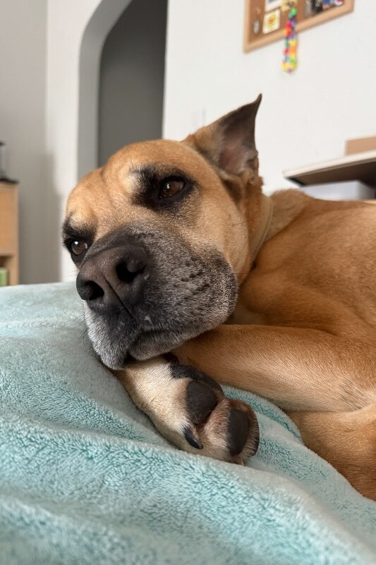 View Section the Dog Photo #7