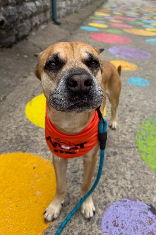 View Section the Dog Photo #2