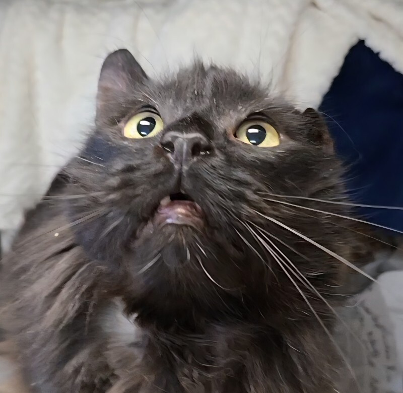 View Fizz the Cat Photo #2