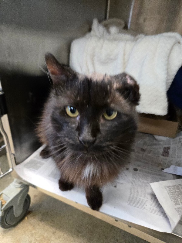 View Fizz the Cat Photo #4