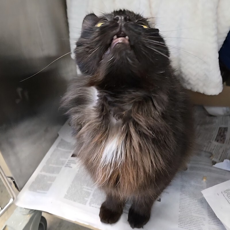 View Fizz the Cat Photo #5