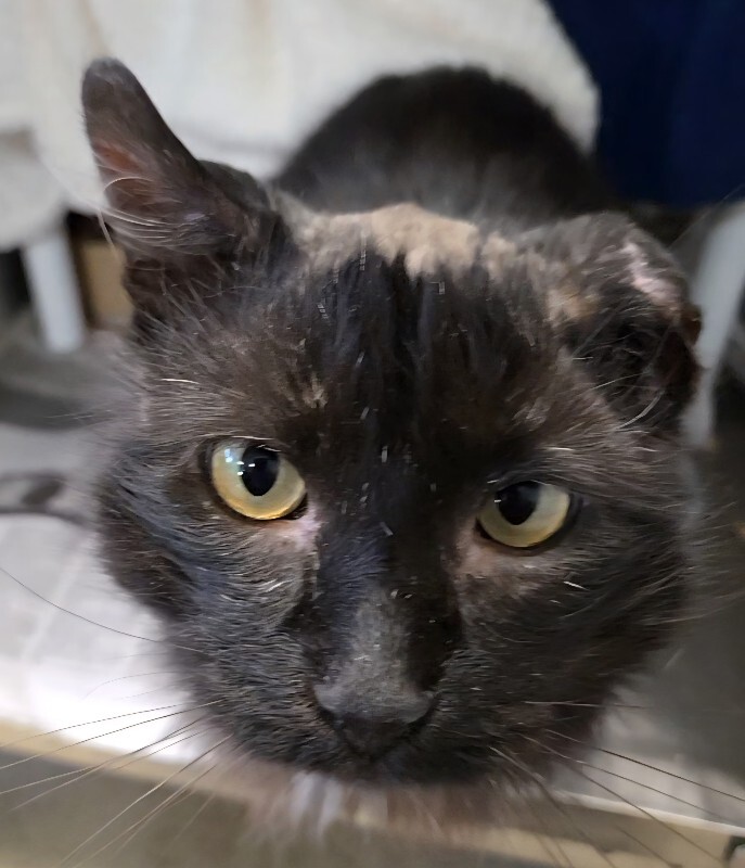 View Fizz the Cat Photo #6