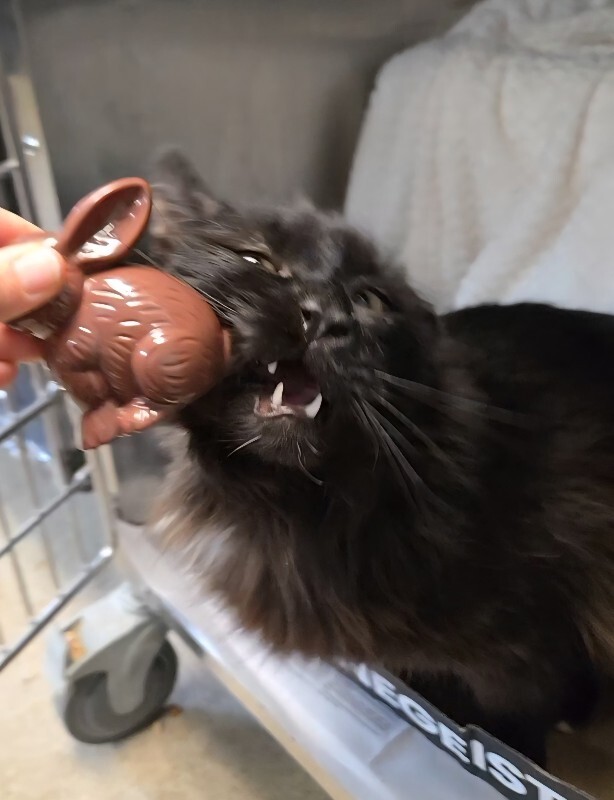 View Fizz the Cat Photo #3