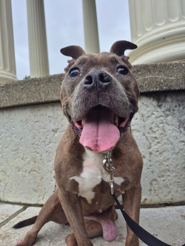 Learn More About Shirley Shirley - Dog
