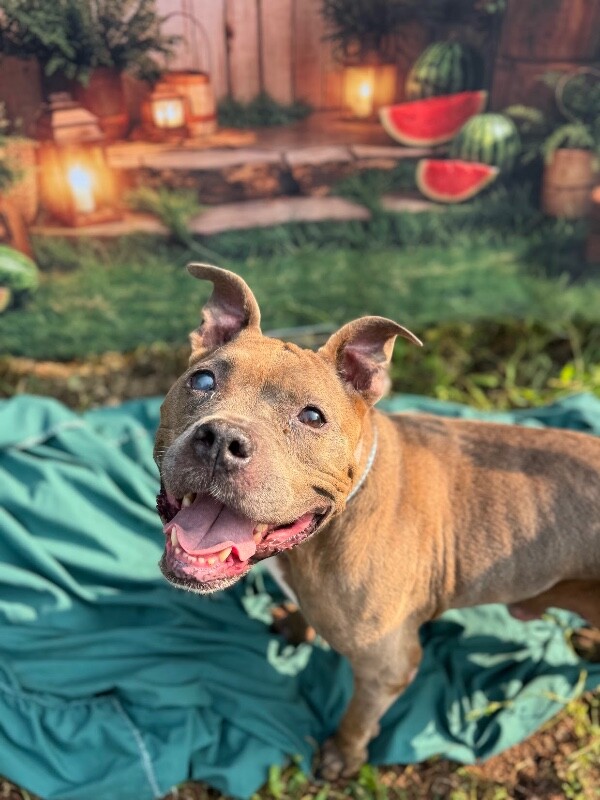 Learn More About Shirley Shirley