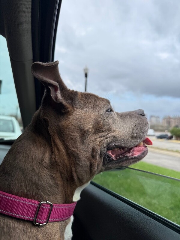 View Shirley the Dog Photo #11