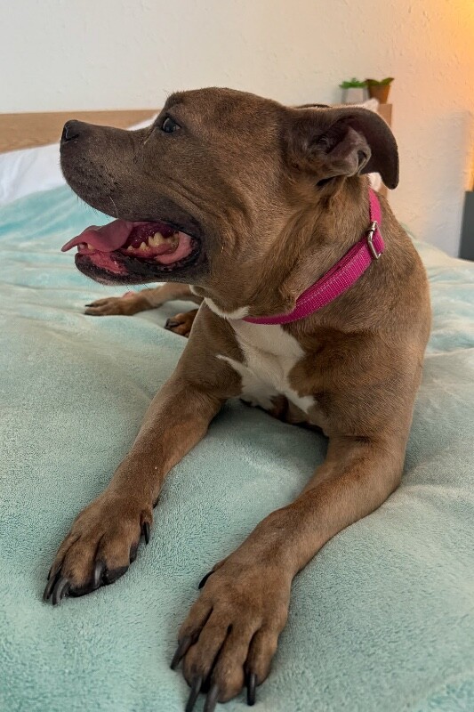 View Shirley the Dog Photo #5