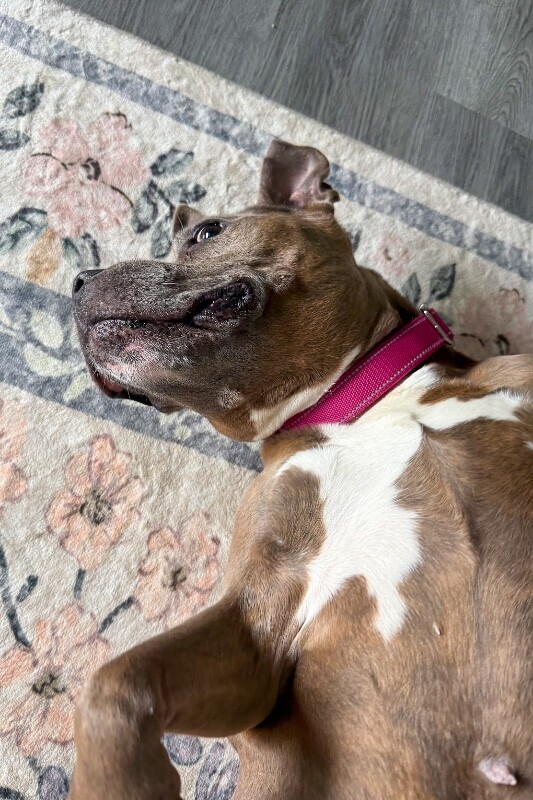 View Shirley the Dog Photo #9