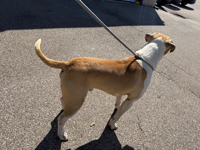 View Oswald the Dog Photo #3