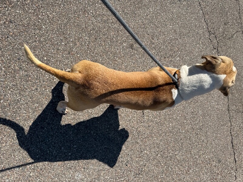 View Oswald the Dog Photo #2