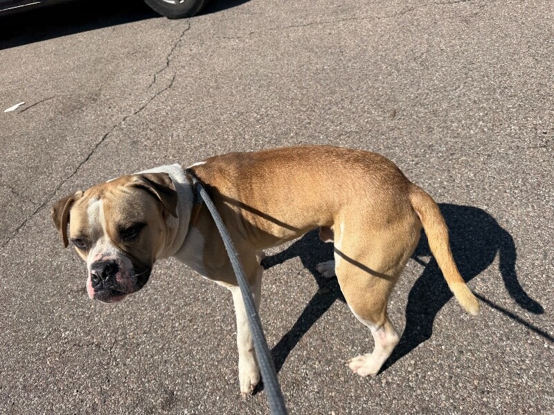 View Oswald the Dog Photo #4