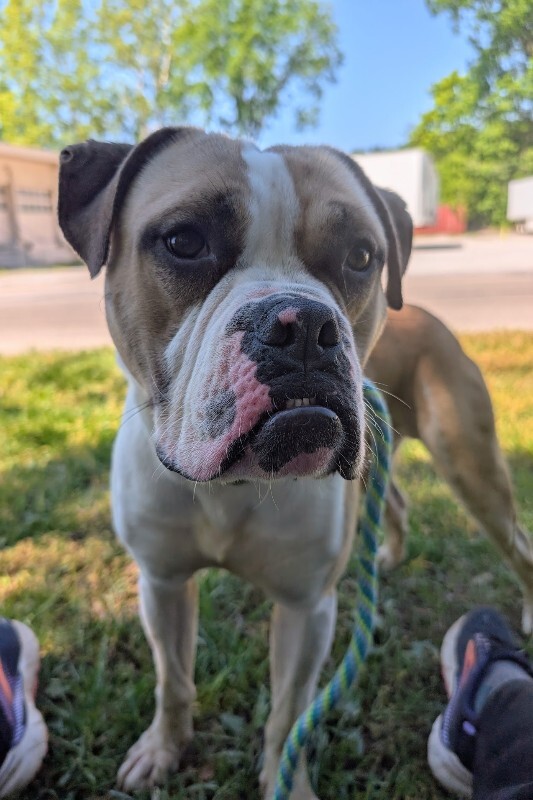 View Oswald the Dog Photo #10