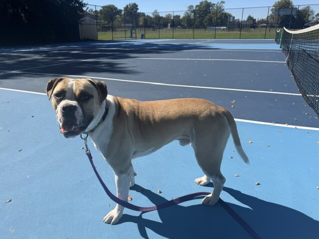 View Oswald the Dog Photo #13