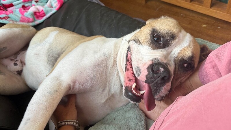 View Oswald the Dog Photo #3