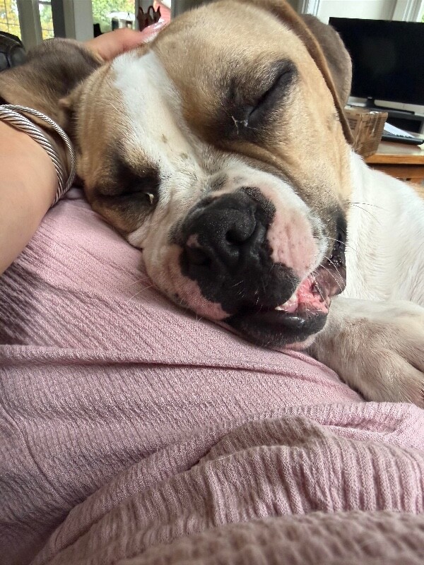 View Oswald the Dog Photo #2