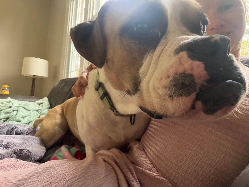 View Oswald the Dog Photo #5
