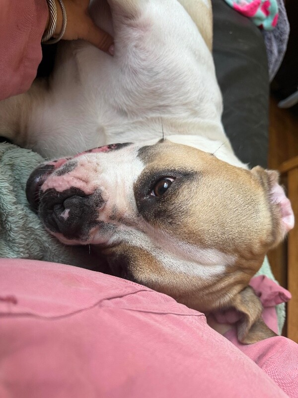 View Oswald the Dog Photo #19
