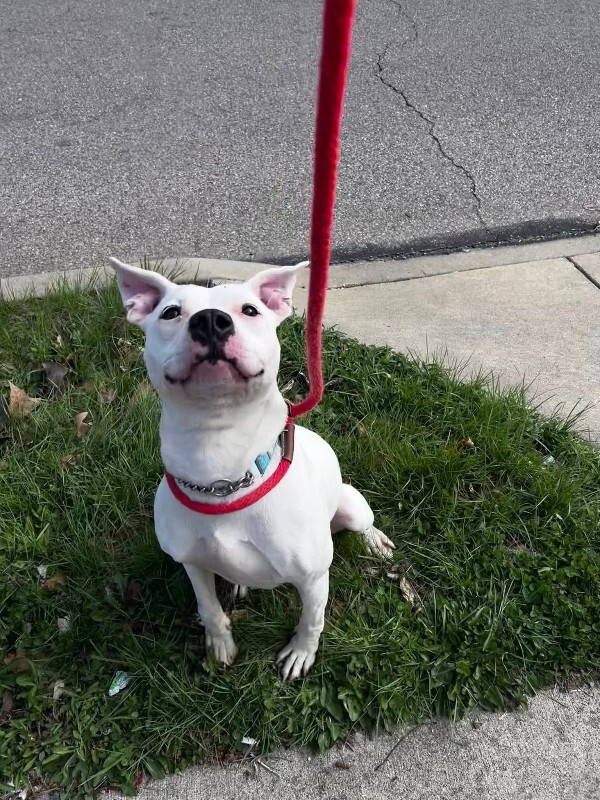 View Happy Feet the Dog Photo #2