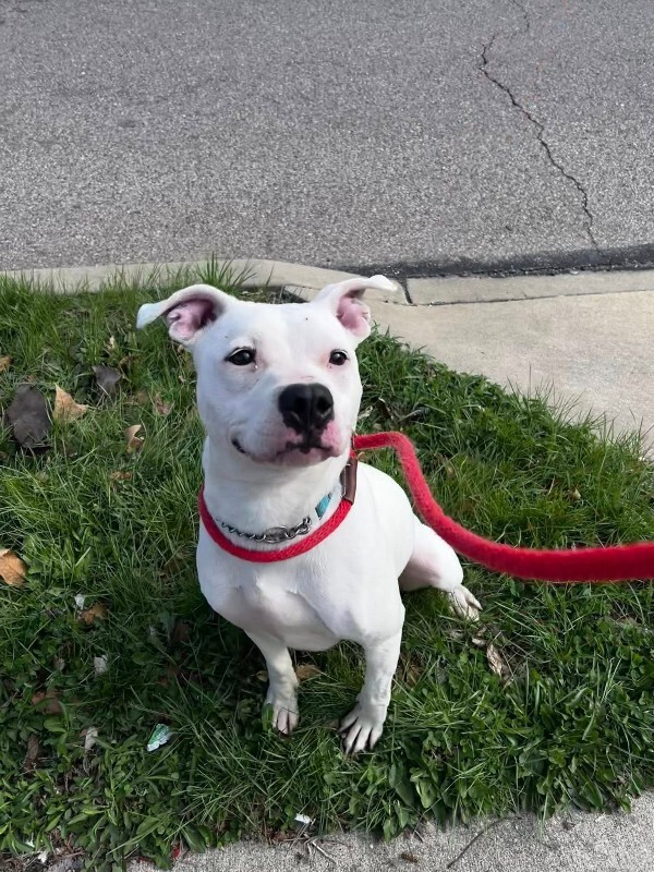 View Happy Feet the Dog Photo #3