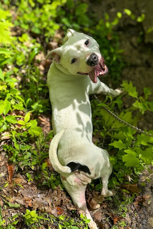 View Happy Feet the Dog Photo #11