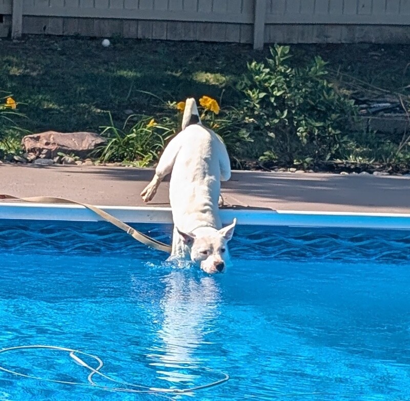View Happy Feet the Dog Photo #14