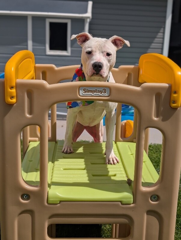 View Happy Feet the Dog Photo #4