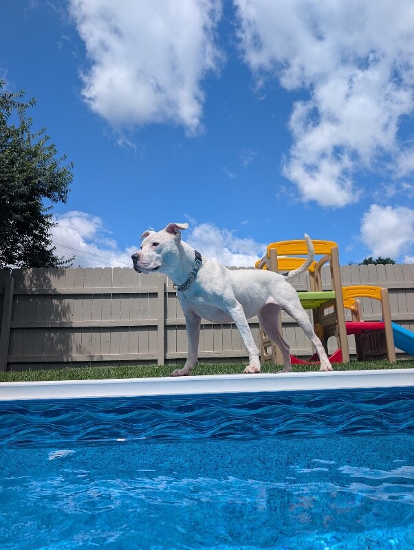 View Happy Feet the Dog Photo #13