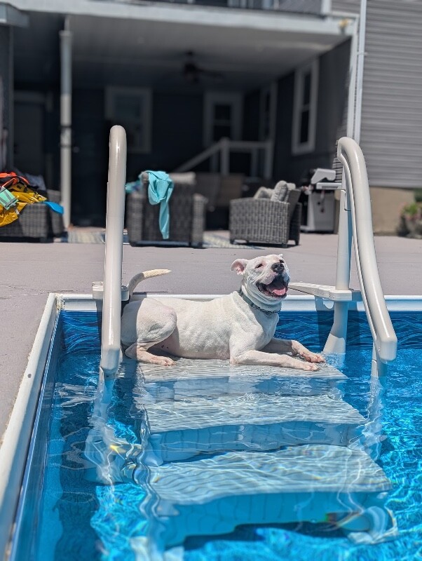 View Happy Feet the Dog Photo #3