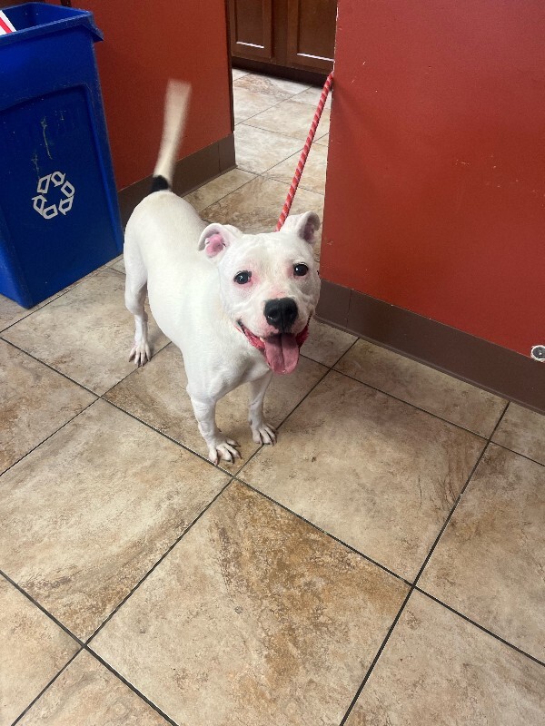 View Happy Feet the Dog Photo #4