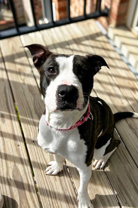 View Junie the Dog Photo #2