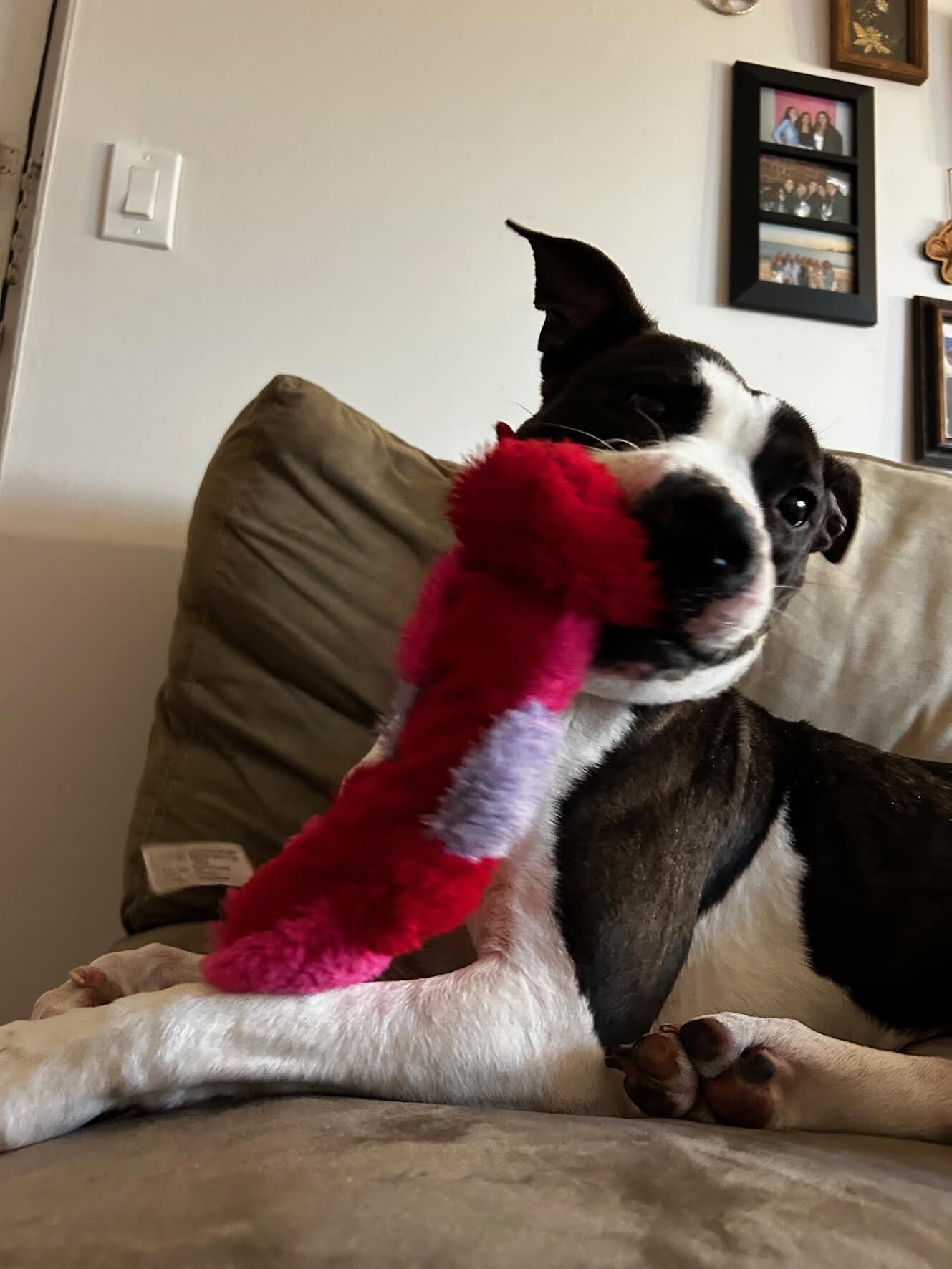 View Junie the Dog Photo #8