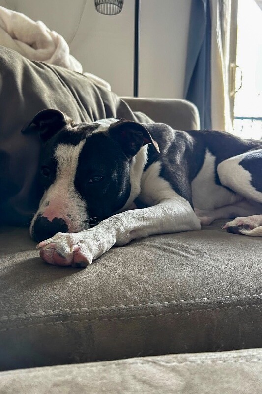 View Junie the Dog Photo #15