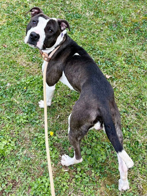 View Junie the Dog Photo #2