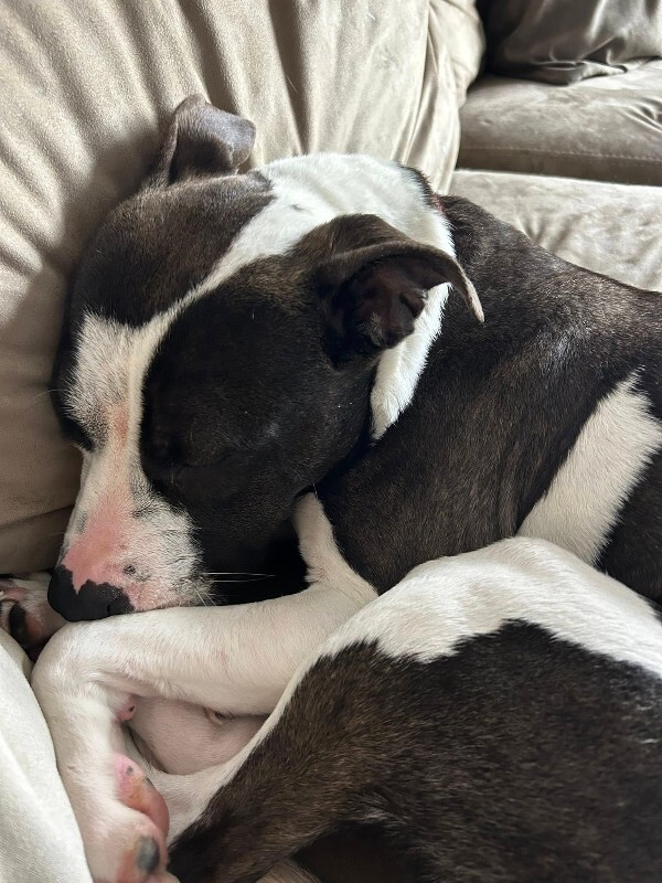 View Junie the Dog Photo #16