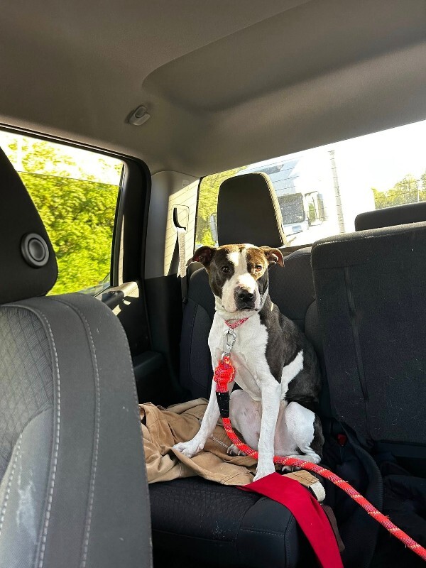 View Junie the Dog Photo #10