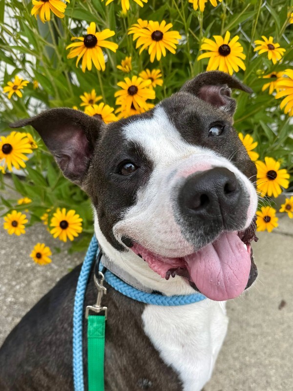 Learn More About Junie Junie - Dog