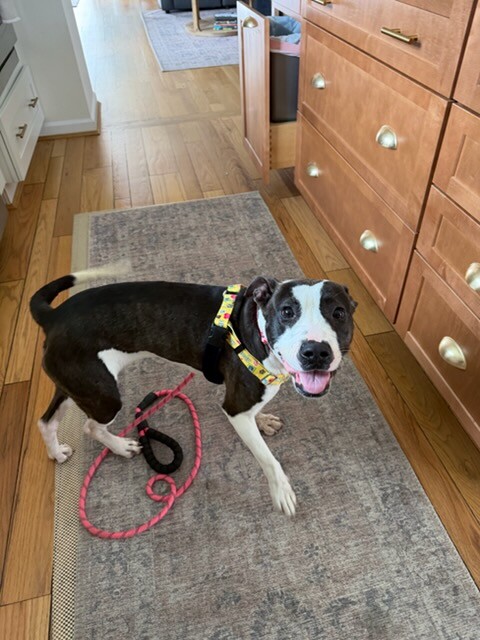 View Junie the Dog Photo #14