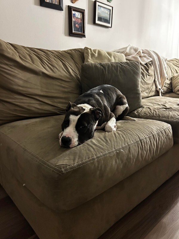 View Junie the Dog Photo #13